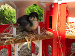 Black Copper Marans -- Available Babies