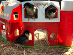 Calidad de mascota Black Copper Marans: próximas escotillas