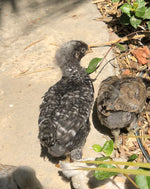 Barred Plymouth Rock BANTAMS -- Upcoming Hatches