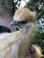 Buff Silkie Bantam -- Upcoming