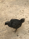 Barred Rocks -- Available Now