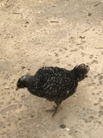 Barred Plymouth Rock -- Upcoming Hatches