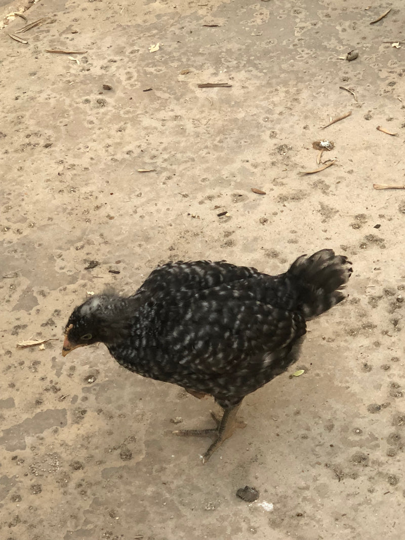 Barred Plymouth Rock - Próximas escotillas