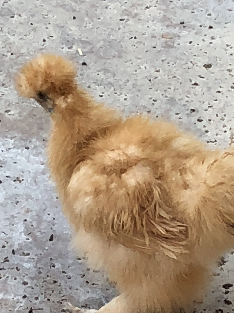 Buff Silkie Bantam -- Upcoming