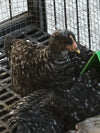 Barred Rocks -- Available Now