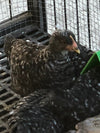 Barred Plymouth Rock BANTAMS -- Upcoming Hatches