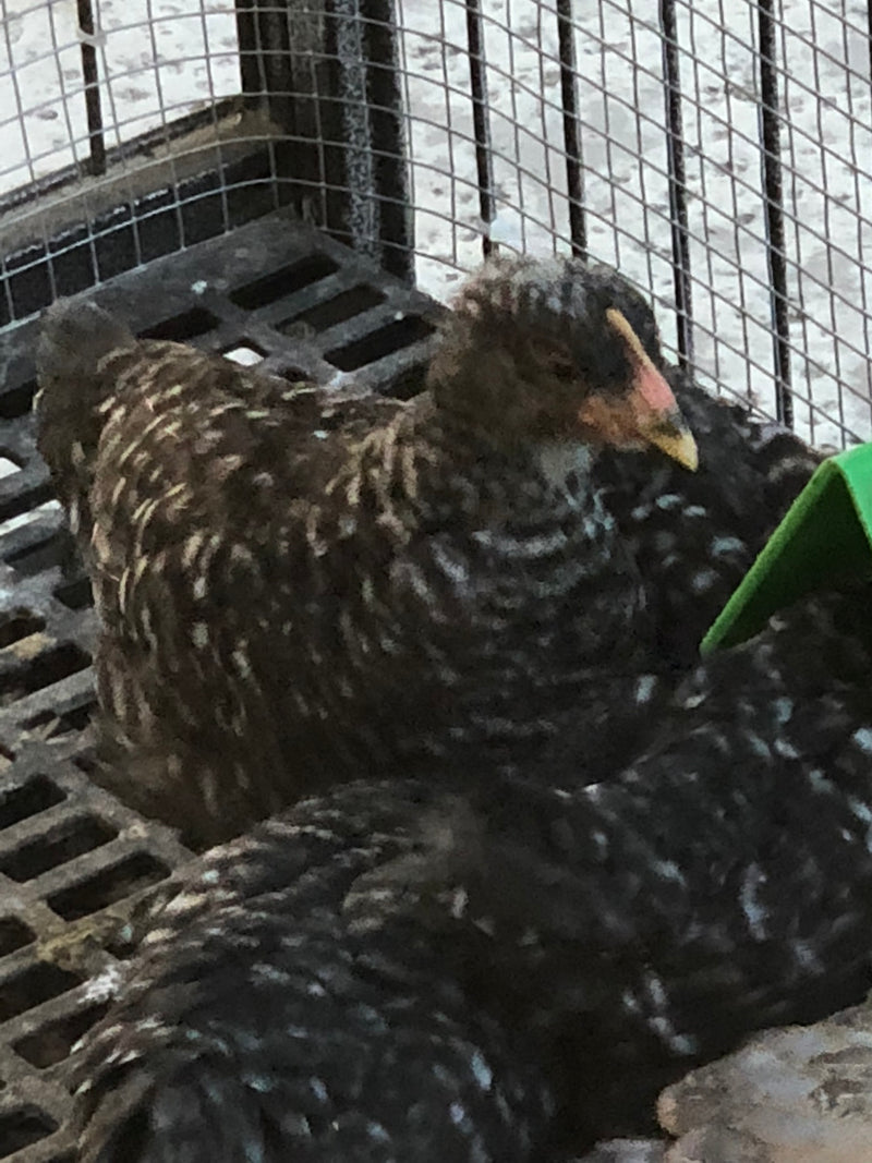 Barred Rock -- Coop Ready