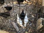 White Leghorn -- Available Babies