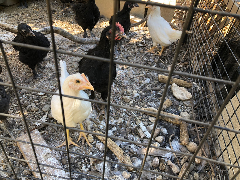 White Leghorn - Listo para cooperativa