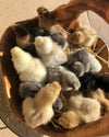 Buff Silkie Bantam -- Upcoming