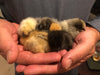 Collection -- Oodles of Silkies -- Upcoming