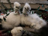 White Silkie Bantam -- Upcoming