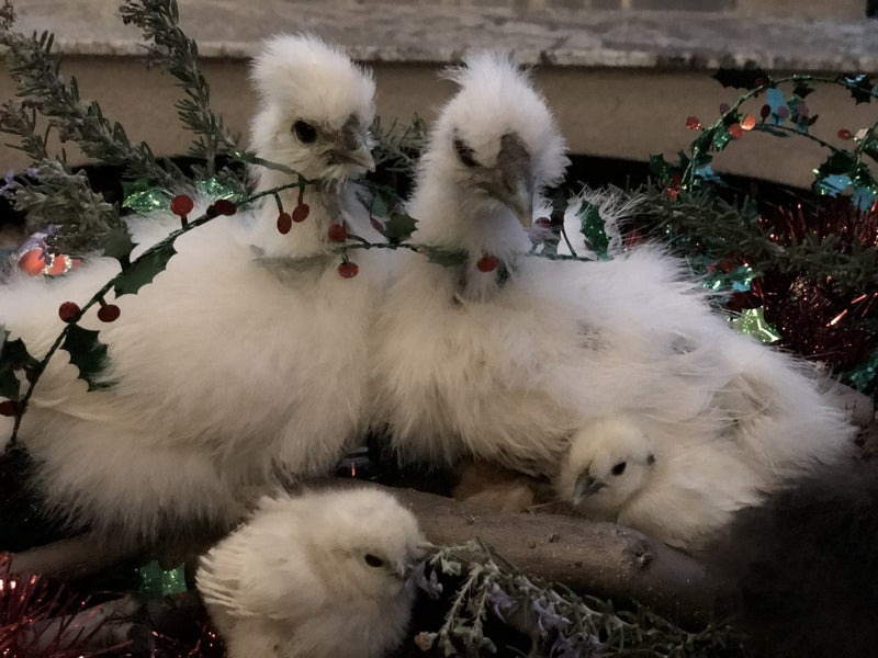 White Silkie Bantam - Próximamente