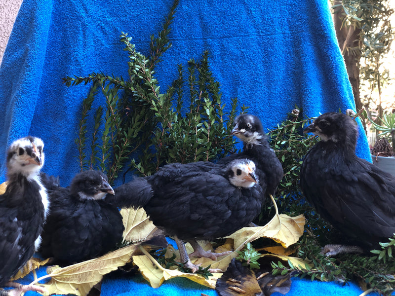 Black Australorp -- Upcoming Hatches