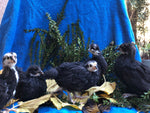 Australorp Negro -- Bebés Disponibles