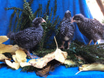 Barred Rock -- Coop Ready