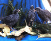 Barred Plymouth Rock BANTAMS - Próximas escotillas