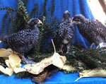 Barred Plymouth Rock -- Upcoming Hatches