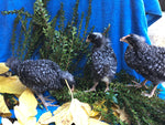 Barred Rocks -- Available Now