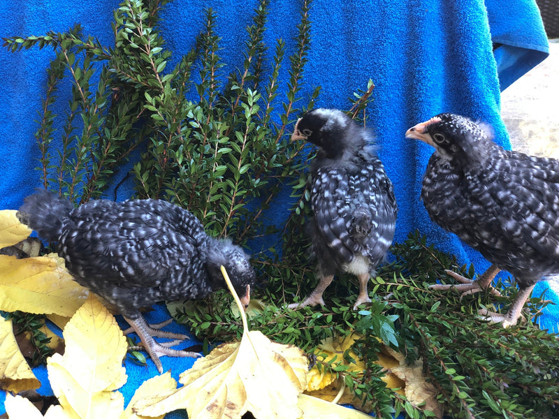 Barred Plymouth Rocks -- Available Babies