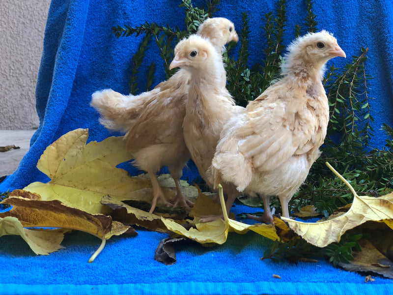 Buff Orpington BANTAM – Próximos Hatches