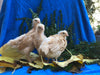 Buff Orpington -- Available Now