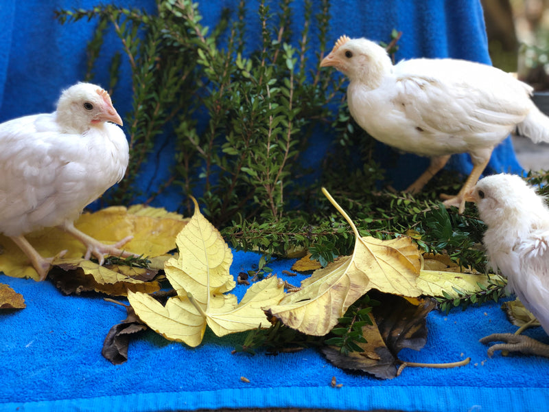 White Leghorn - Listo para cooperativa