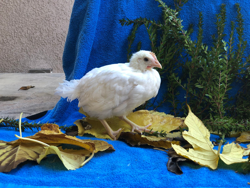 White Leghorn -- Available Now