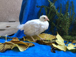 White Leghorn - Listo para cooperativa