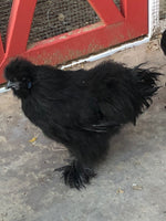 Collection -- Oodles of Silkies -- Upcoming