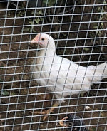White Leghorn -- Available Now