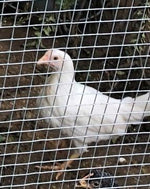 White Leghorn -- Upcoming Hatches -- Female