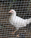 White Leghorn -- Coop Ready