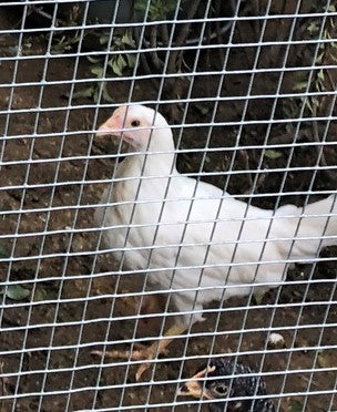 White Leghorn -- Bebés disponibles