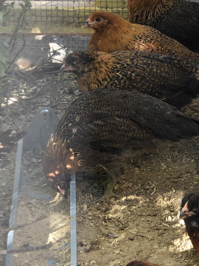 Easter Egger BANTAM -- Upcoming Hatches