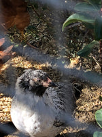 Easter Egger BANTAM -- Upcoming Hatches