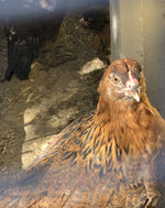 Easter Egger BANTAM -- Upcoming Hatches