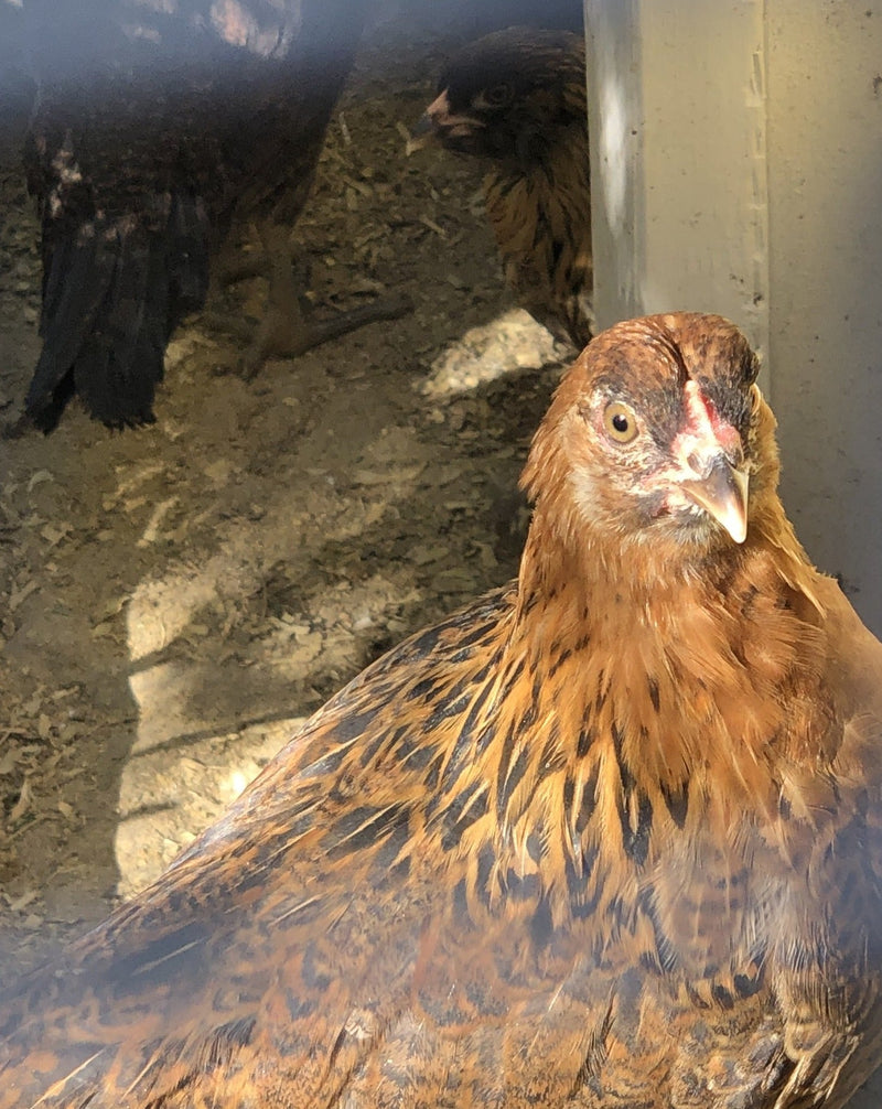 Easter Egger BANTAM -- Upcoming Hatches