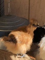 Buff Silkie Bantam -- Upcoming