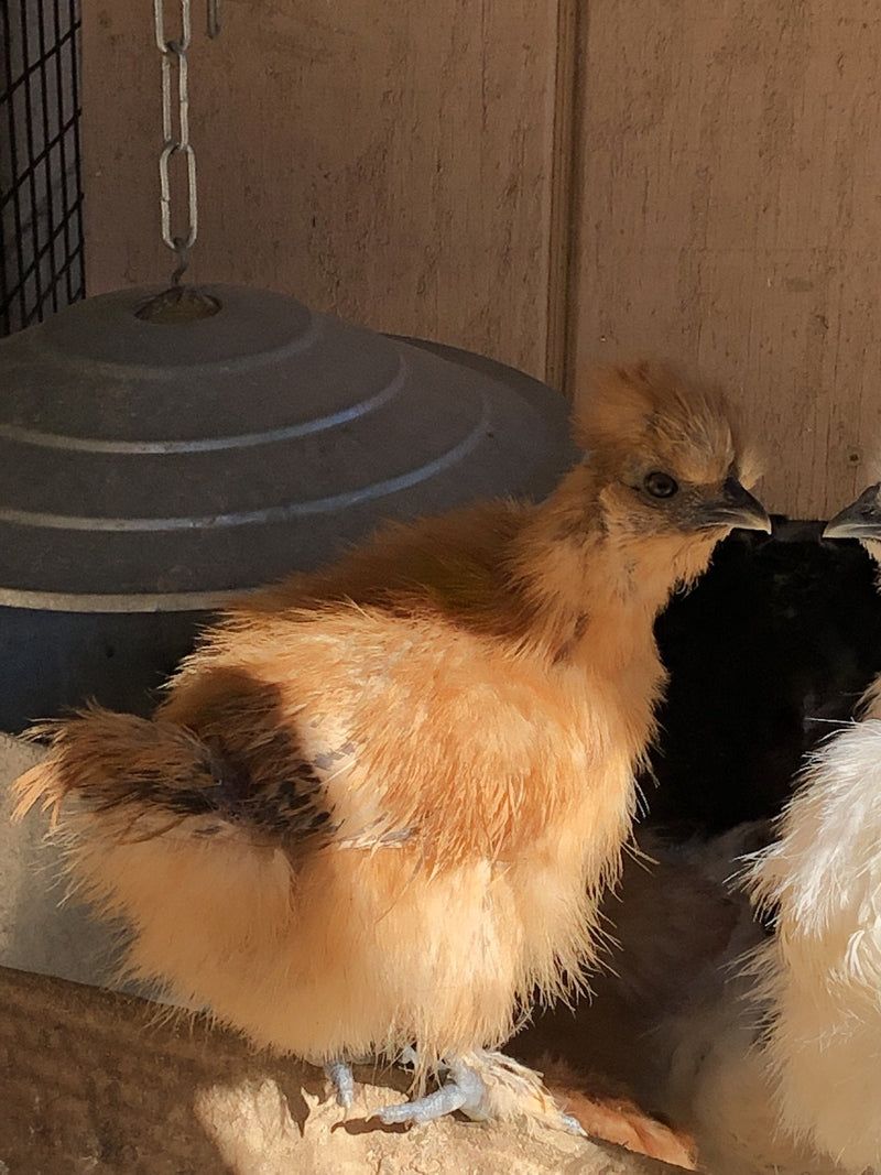 Buff Silkie Bantam - Próximamente