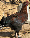 Calidad de exposición Black Copper Marans: disponible ahora