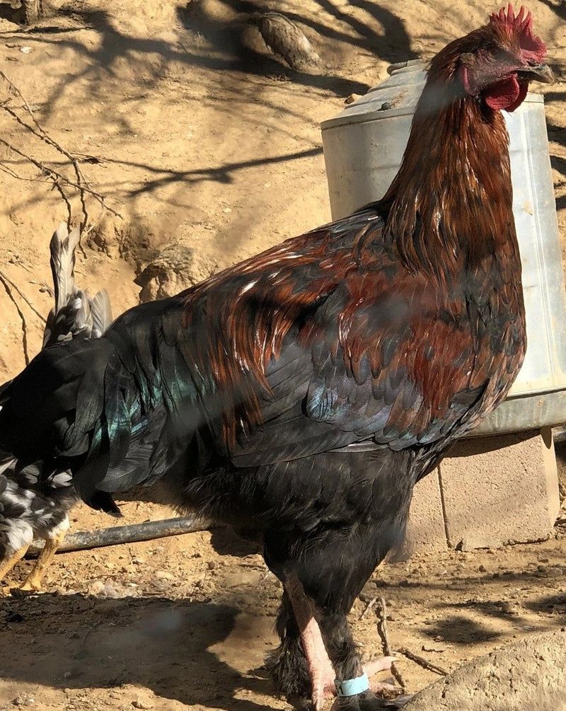 Calidad para mascotas Black Copper Marans - Bebés disponibles