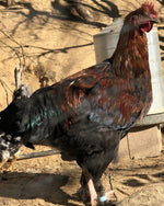 Black Copper Marans -- Coop Ready