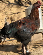 Black Copper Marans -- Upcoming Hatches