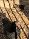 Calidad de mascota Black Copper Marans: próximas escotillas