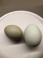 Olive Eggers - Próxima eclosión