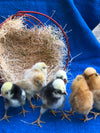 Colección --Crested Chickies incluyendo polaco -- Próximos nacimientos