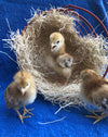 Rhode Island Red -- Upcoming Hatches