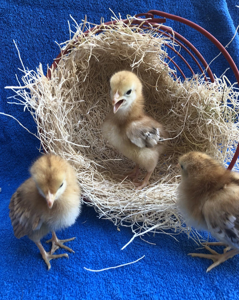 Rhode Island Red BANTAMS -- Upcoming Hatches