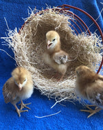 Rhode Island Red -- Coop Ready